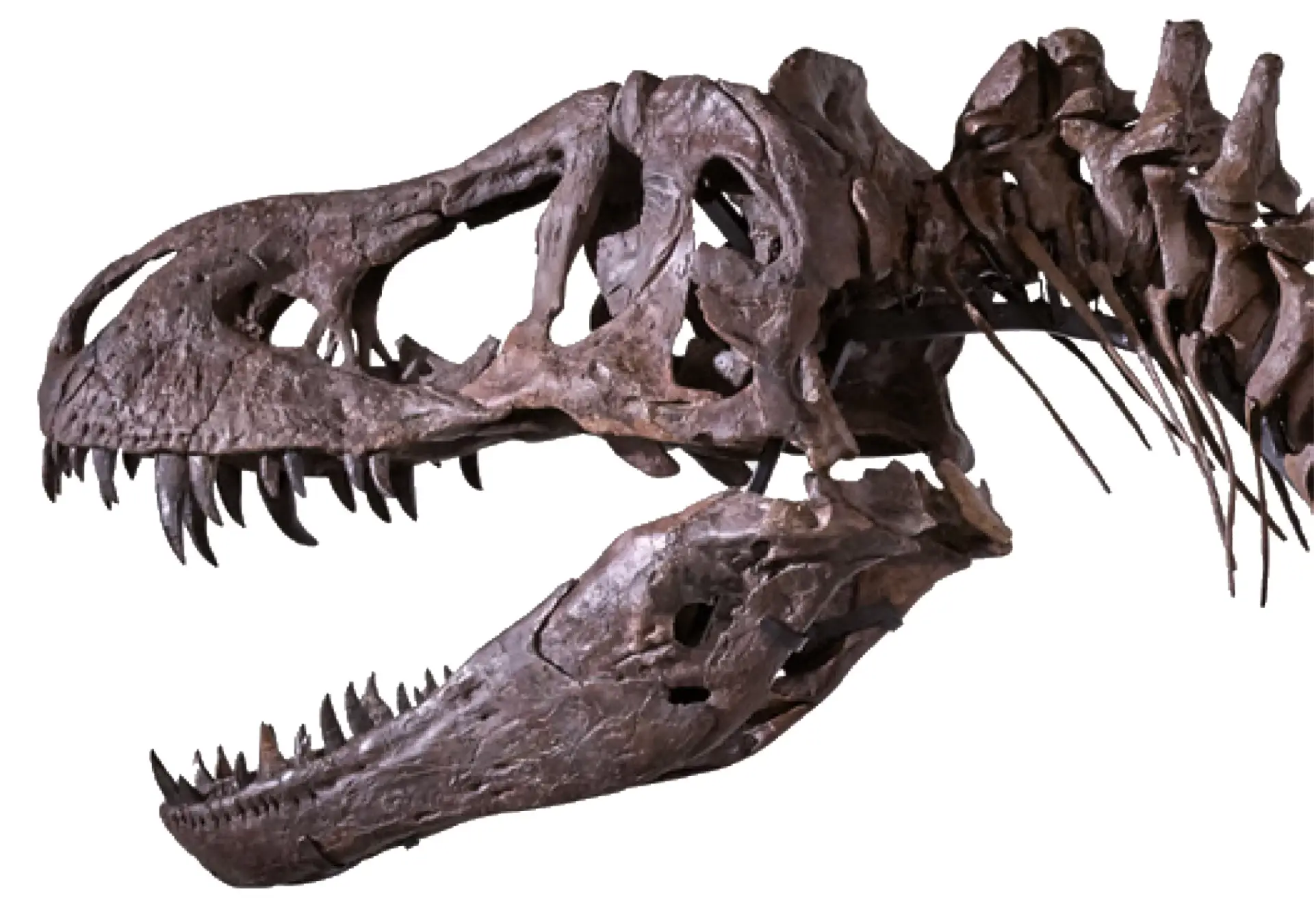 dinopark-bayern.de